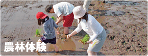 農業体験